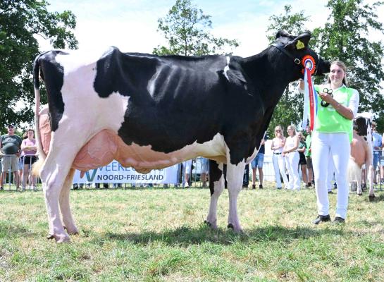 Topcross Janice (v. Charityman) wint in Wouterswoude