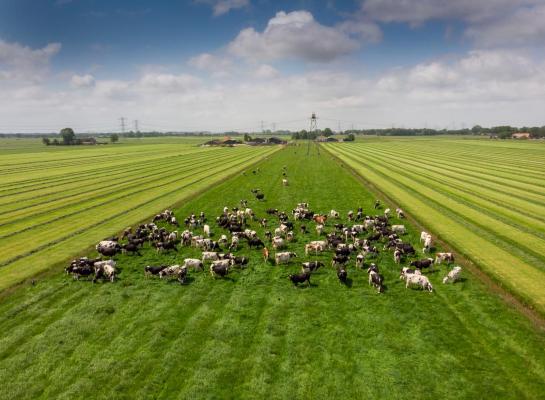 Om aan de norm van 2,6 gve per hectare te voldoen zal volgens de Rabobank ongeveer 30 procent van de melkveehouders de bedrijfsvoering moeten aanpassen