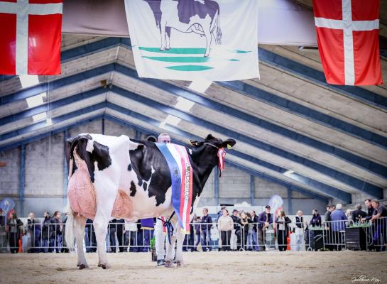 De zes jaar oude Sidekickdochter van Rasmüs Below wint de Deense nationale keuring (foto: Guillaume Moy)