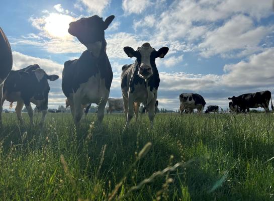 Het gras staat dun en het is voor de koeien best lastig om voldoende gras op te nemen.