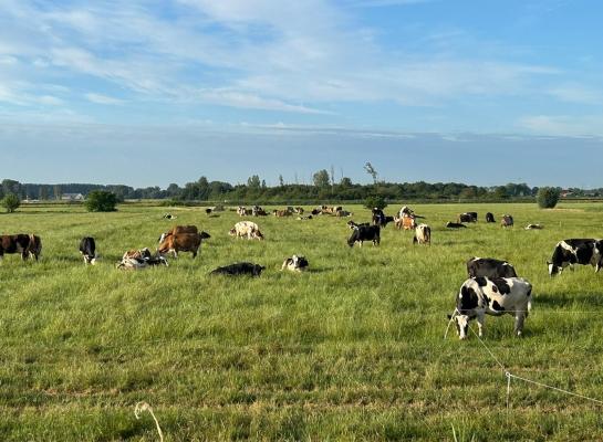 Om in de zomer goed te kunnen weiden is een smakelijk grasaanbod en een vaste regelmaat in het systeem volgens de Weideman onmisbaar