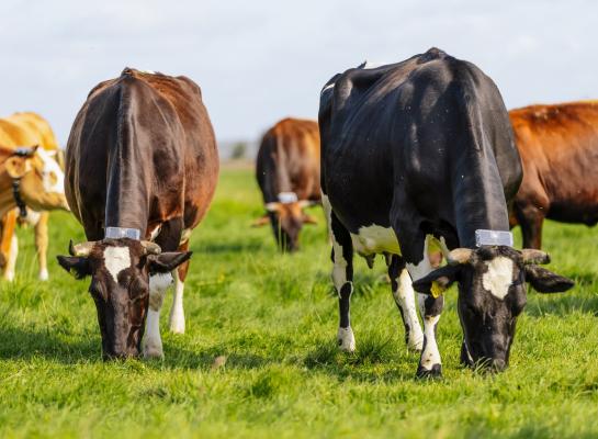 Collie werkt met tags die aan de halsbanden zijn vastgemaakt en met GPS precies kunnen bepalen waar een koe is.