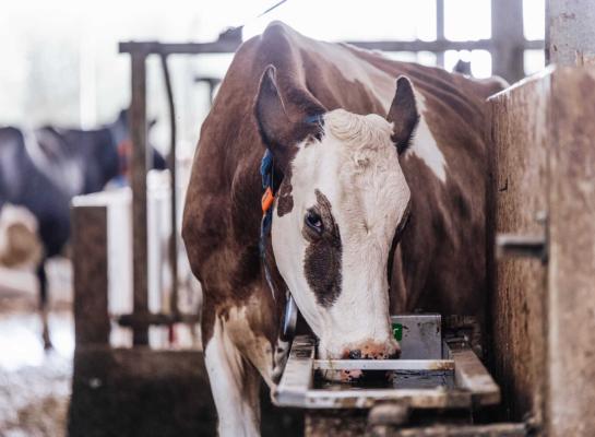 Voor iedere liter geproduceerde melk heeft een koe ongeveer vier liter water nodig