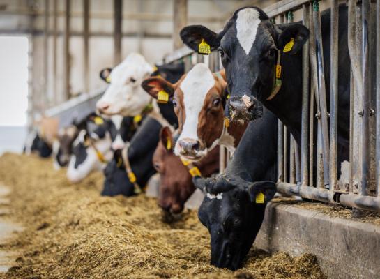 in drie jaar tijd steeg de productie van zo’n 30 kg gemiddeld naar 39 kg melk tijdens de laatste mpr