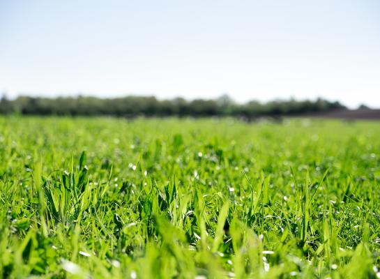 Herinzaai van grasland: voeg kruiden toe voor meer droogtetolerantie