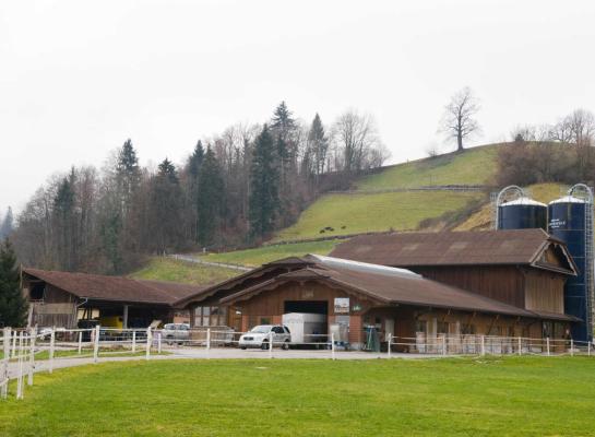 In Zwitserland is het virus intussen aangetoond bij runderen in 22 kantons (foto ter illustratie)
