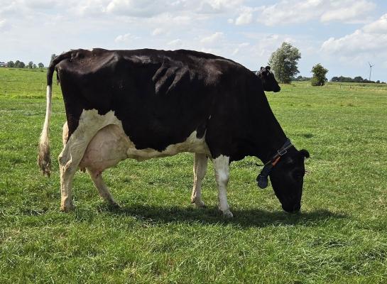 De bijna zeventien jaar oude Inna komt uit een koefamilie met hoge levensproducties (foto: Vivax Genetics)