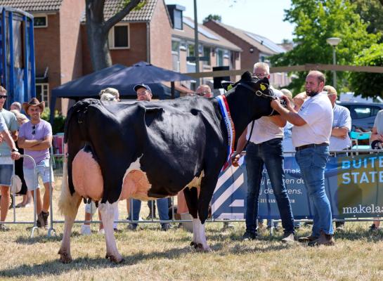 De bijna zeven jaar oude Wekken-Holstein Martha 111 zegevierde in Hellevoetsluis (foto: Lisette in ‘t Hout)