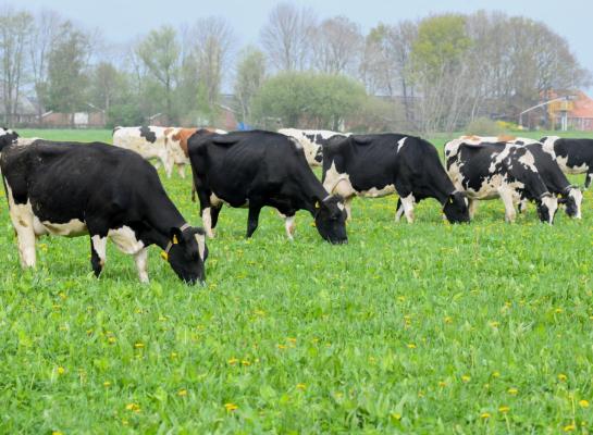 Door een lagere melkproductie per koe kunnen biologische bedrijven niet voldoen aan de voorgestelde CO₂-norm 