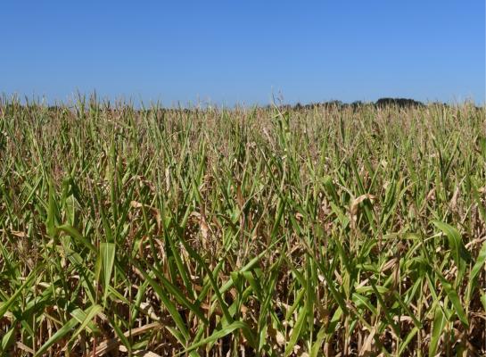 Droogte zorgt voor flink verlies aan kwaliteit en opbrengst