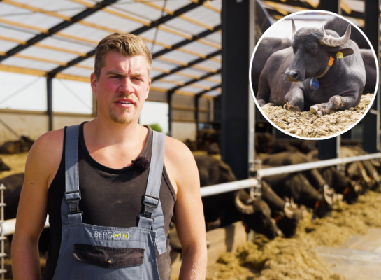 Jochem Buffels Dutch Carabao