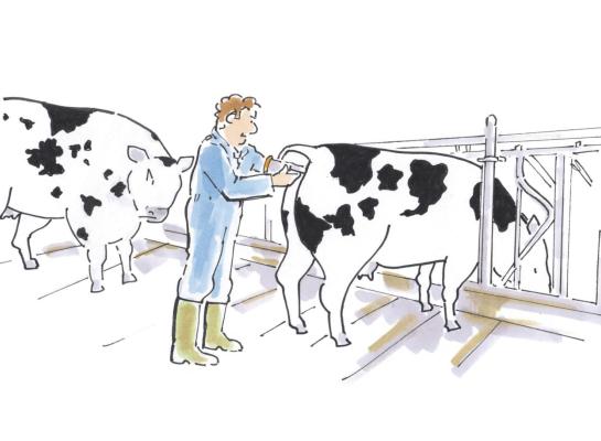 De melkveehouderij was in 2025 een van de sectoren met het hoogste risico op dodelijke ongevallen