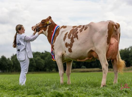 De roodbonte Batouwe Agnenci werd in Scherpenzeel uitgeroepen tot Miss Cowvalley (foto: Lorena Meuleman)