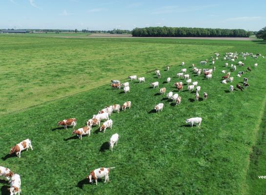 Het percentage bedrijven dat weidegang toepast ligt de laatste twee jaar onder de streefwaarde van 81,2 procent