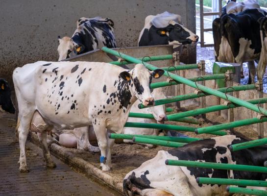 Een van de maatregelen in de AMvB is een minimumoppervlakte per dier in de stal