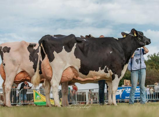 Het kampioensduo bij de oudere zwartbonten, voorop Kossinkhoeve Talya 12, met daarachter Chrisje 63 (foto: Floor Schut)
