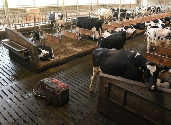 Een mestschuif of mestrobot kan volgens het Veekompas bijvoorbeeld zorgen voor een emissiereductie van 10 tot 15 procent