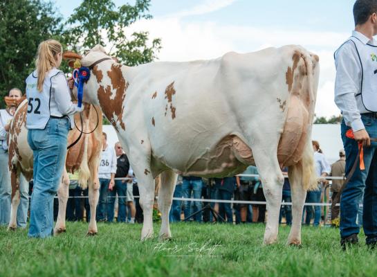 Powerdochter Lonia 362 van Johan Uenk uit Nijbroek was de sterkste roodbonte in Twello (foto: Floor Schut)