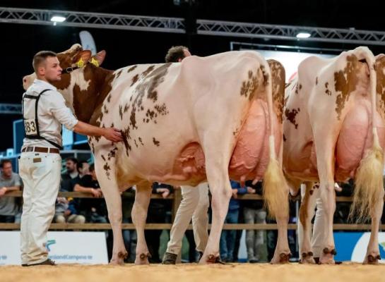 Heerenbrink Dolly Rae is de regerend HHH-kampioene roodbont (foto: Els Korsten)