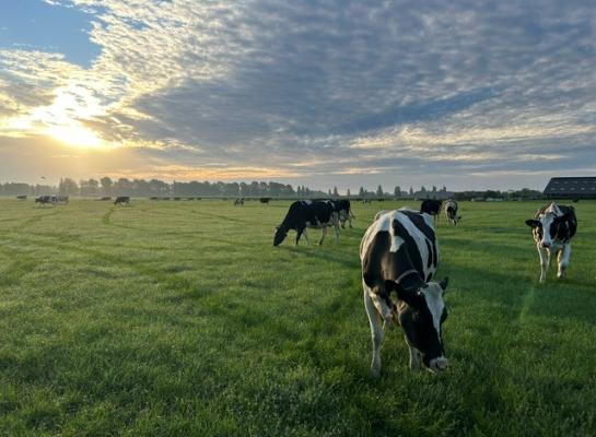 Regen en warmte zorgen voor een nieuwe opleving van de grasgroei