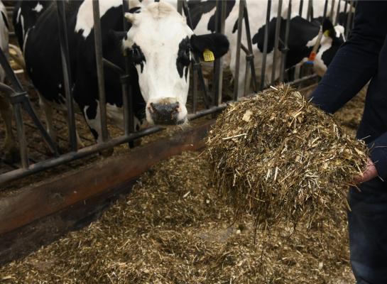 Ondanks een hogere voeropname presteerden koeien met tweefasevoeding tijdens de droogstand niet beter dan koeien die de hele droogstand hetzelfde rantsoen kregen