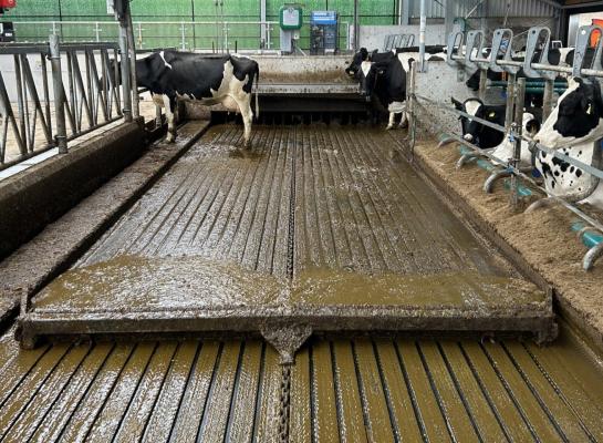 De rubberen stalvloer heeft sleuven waarin mest en urine worden opgevangen (foto: V17 Agro)
