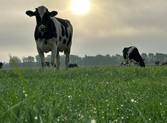 Het gras is in de ochtend nog lang vochtig