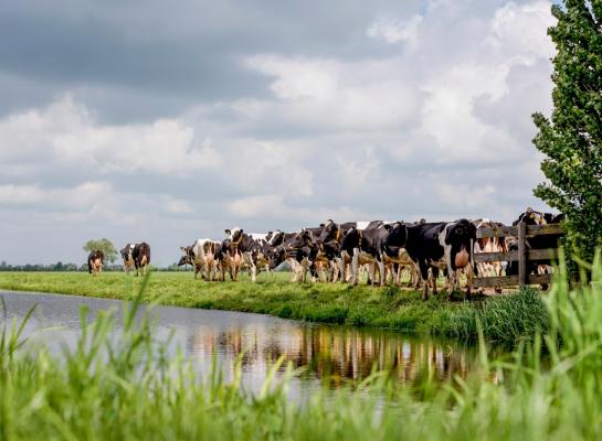 Het gemiddelde saldo uit melkvee over de afgelopen twaalf maanden daalde met ruim 6 euro per 100 kilo melk en kwam uit op 26,67 euro per 100 kilogram melk