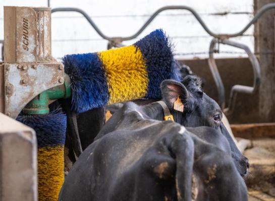 Tien van de veertien testvaarzen maakten het langst gebruik van de roterende borstel, drie gebruikten de beweegbare borstel het langst en een had een voorkeur voor de stationaire