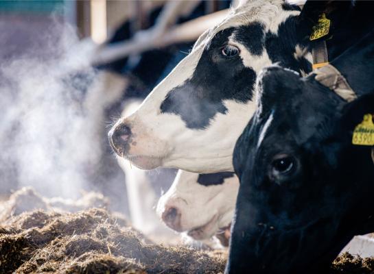 De onderzoekers vonden een duidelijk verband tussen de fokwaarde methaanefficiëntie en de gemeten methaanuitstoot