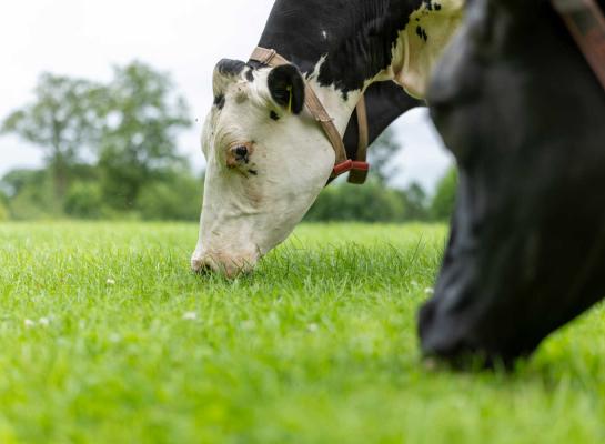 Het lekkerste en meest frisse gras vinden koeien op percelen die na de droogte al een keer gemaaid zijn