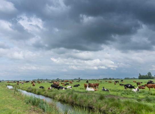 Met dit weer heeft september veel en goed nazomergras te bieden