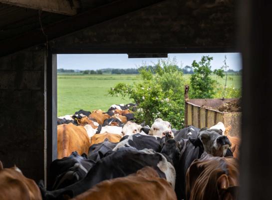 Extensieve melkveebedrijven halen een stabieler inkomen dan gemiddelde en licht extensieve bedrijven. Sinds 2021 ontwikkelt het inkomen per onbetaalde arbeidsjaareenheid zich op deze groep bedrijven relatief stabiel en neemt licht toe. 