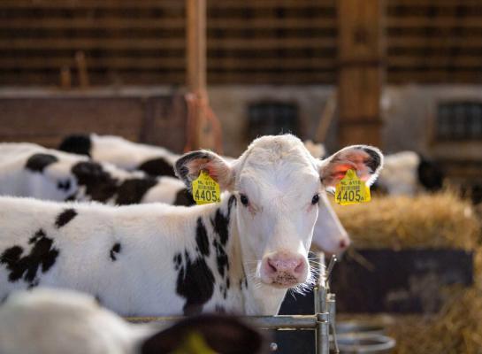Een maand eerder afkalven levert op veel bedrijven 300 tot 350 euro per vaars op