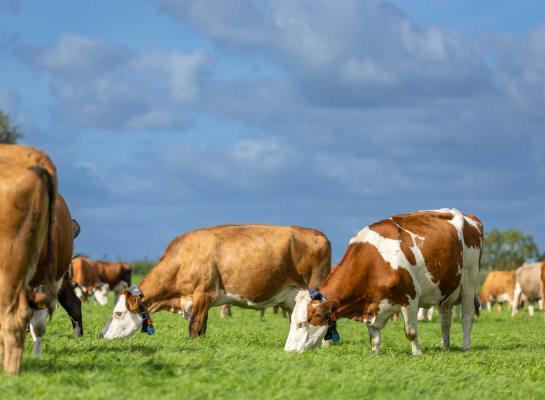 Na de middag tot in de avond is het gras op zijn best en weiden de koeien prettiger