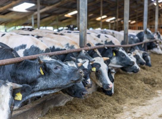 Het succes van het afmesten van eigen vee door melkveehouders wordt volgens Hans de Bie van aaff door veel meer factoren bepaald dan enkel de vleesprijs