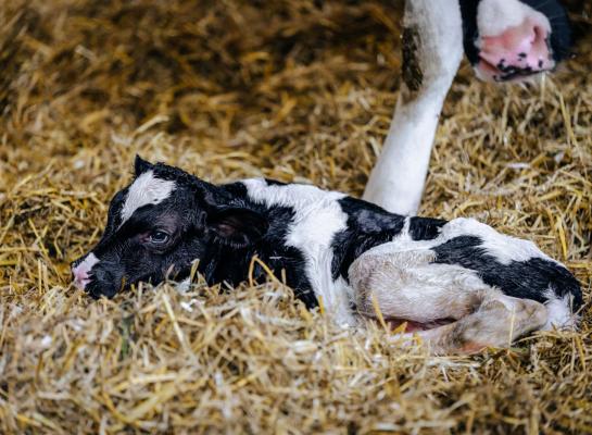 Uit onderzoek van GD blijkt dat in Nederland twee verschillende typen van het shamonda-like-virus rondgaan 