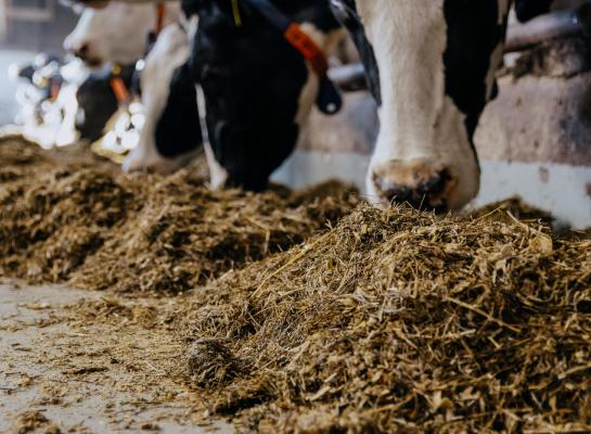 De ruweiwitmonitor geeft inzicht in de verhouding tussen eiwit en energie in het rantsoen