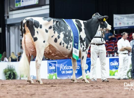 De vierjarige Chiefdochter BerryHolme Chief Rose is de nieuwe nationaal kampioene van Groot Brittannië.
