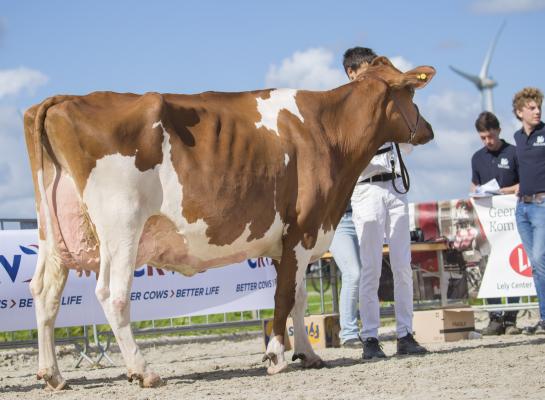 ina 255 (v. Rager) won in Hazerswoude goud bij de roodbonten (foto: Teus van Herk)