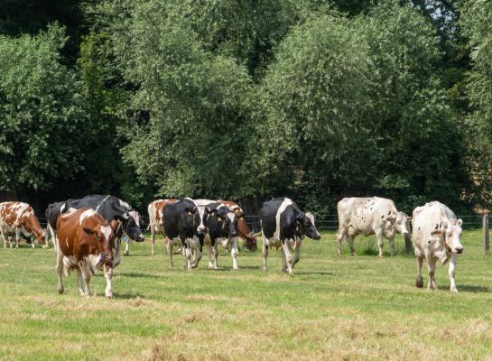 Het pachten van een hectare grasland in West-Vlaanderen is met 463 euro het duurst