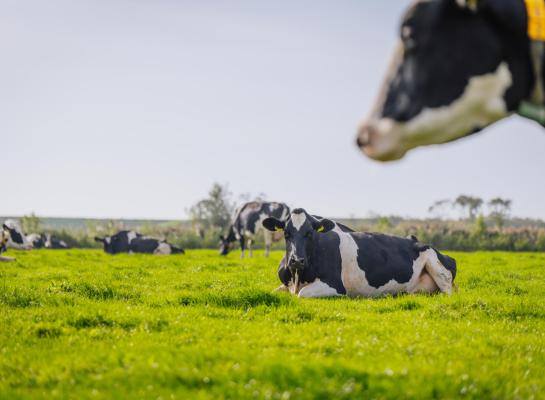 Het bedrijf van de familie Bunnik, grotendeels grenzend aan de Zuiderdijk langs het Markermeer, is voor weidegang ideaal verkaveld