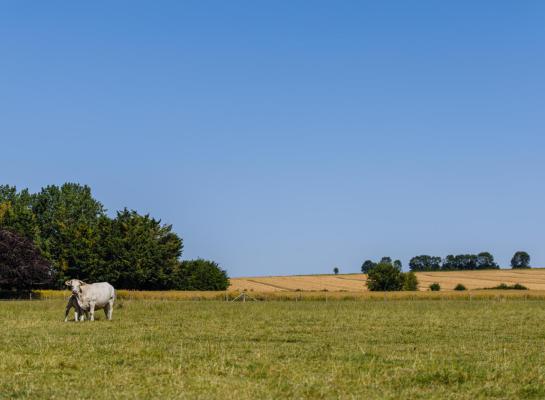 Een patiënt uit het Franse Lyon is begin oktober overleden aan het Shamonda-virus