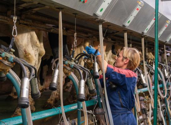 De melkproductie stijgt volgens Boerenbond met bijna 9 procent, maar de melkprijs daalt met bijna 30 procent 