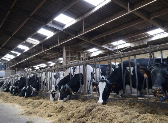 42 procent van de Vlaamse melkveehouders verwacht dat de melkprijs de komende zes maanden stijgt