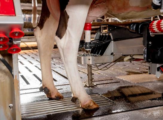 Per saldo ligt de Europese melkaanvoer over de eerste zeven maanden van dit jaar 3,2 procent voor op vorig jaar