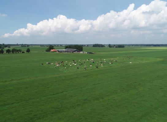 Het aandeel grasland in het totale Nederlandse landbouwareaal is tussen 1980 en 2025 gedaald van 59 naar 53 procent.