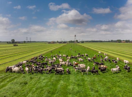 In 2025 voldeed 77 procent van de melkveebedrijven aan de norm van 2,6 GVE per hectare