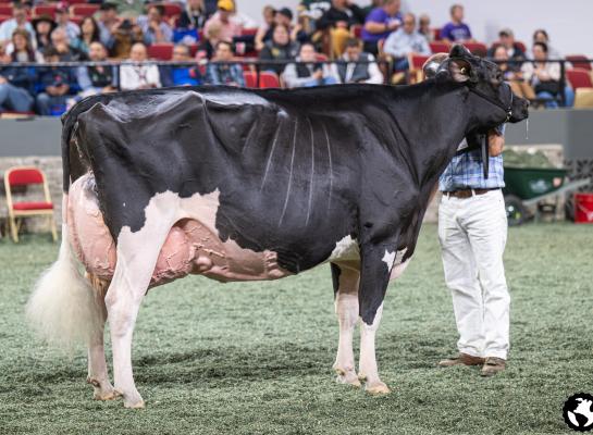 Eixdale Pwrup Alongside zegevierde in Madison (foto: Cowsmopolitan)