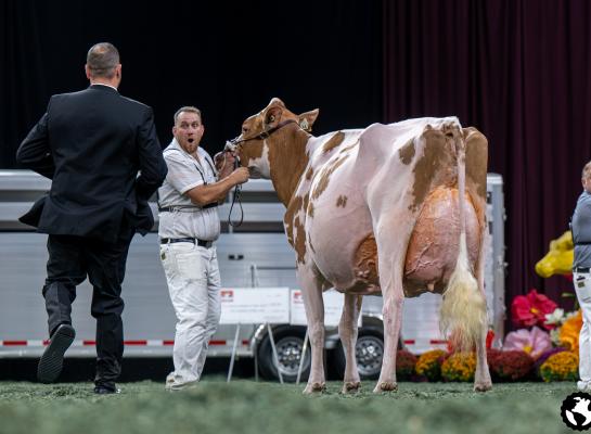 Luck-E Devour Akooza pakte de roodbonttitel in Madison (foto: Cowsmopolitan)